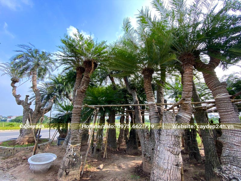 Vườn cây Thiên Tuế cổ thụ dâm ủ