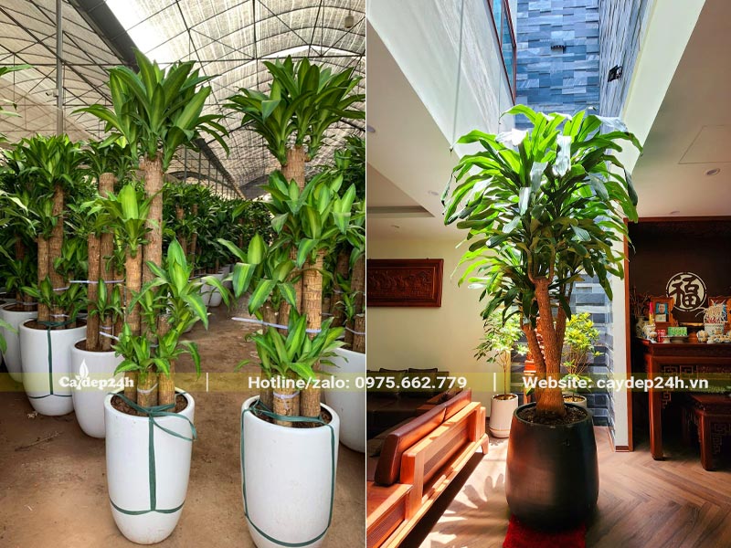 Chậu cây cảnh Thiết Mộc Lan cao hơn 2m, trồng 3 - 5 thân