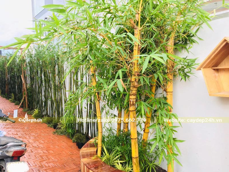Trồng cây Tre vàng thành bụi trong bồn đất bên cạnh nhà