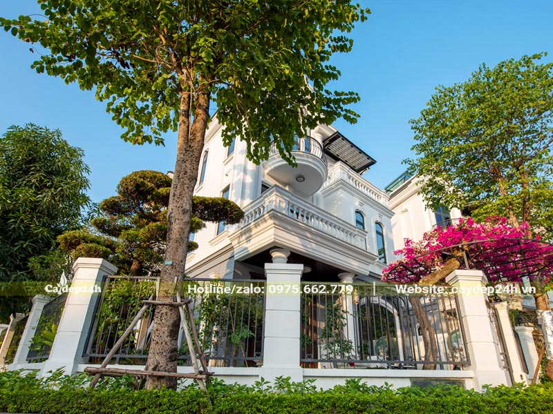 Cây xanh trồng trước biệt thự có tính thẩm mỹ cao