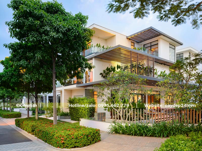 Cây trồng biệt thự đẹp, bố trí khoa học