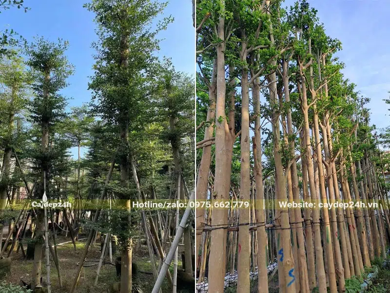 Vườn dưỡng ủ cây Bàng Đài Loan công trình, đường kính gốc từ 15 - 18cm