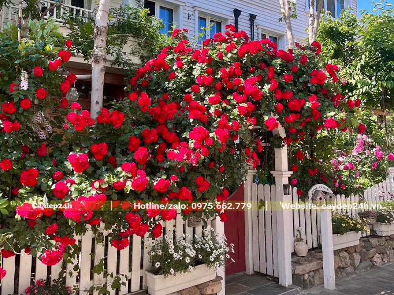 Cây Hồng leo nở hoa rực rỡ trên bờ rào và cổng nhà biệt thự