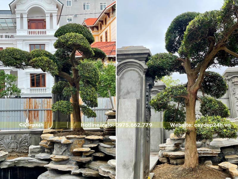 Cây Tùng La Hán bonsai trồng cùng với tiểu cành và hồ cá trong sân vườn biệt thự