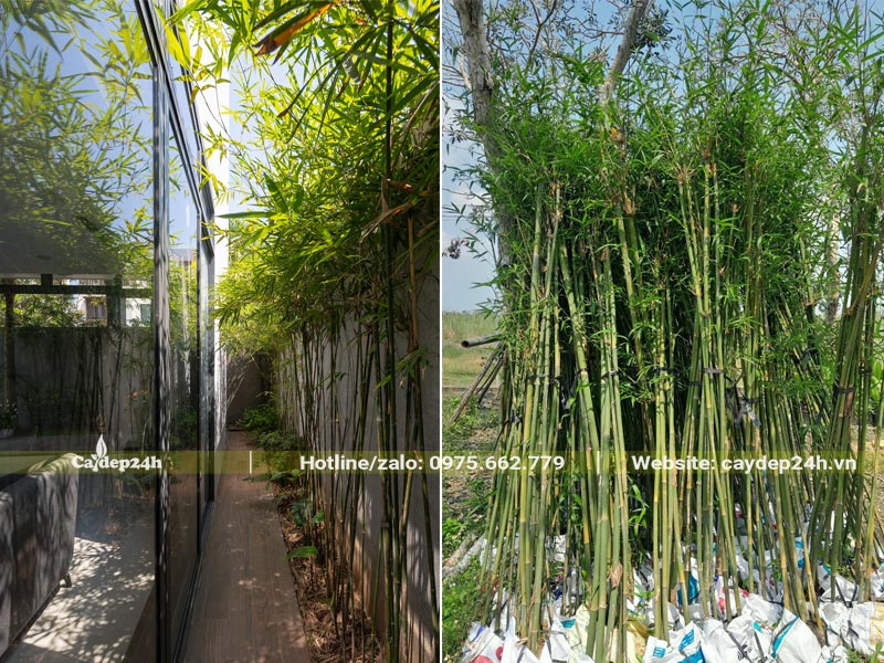 Hàng Rào Trúc Cần Câu trồng sát theo bờ tường của ngôi biệt thự