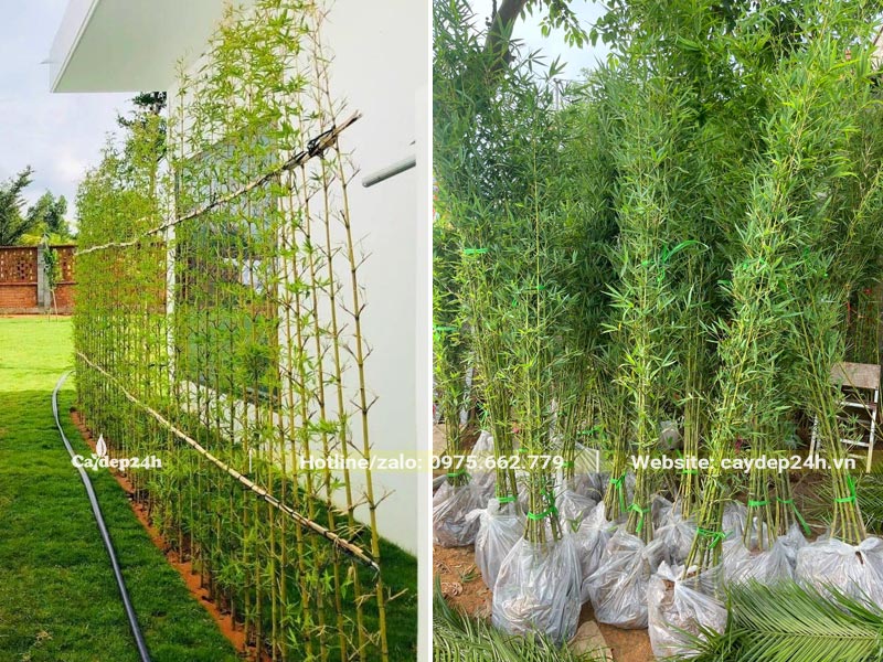 Mua và trồng cây Trúc Quân Tử thành hàng rào bên hông nhà