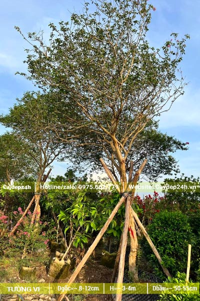 Cây Tường Vi lâu năm, đk gốc 10cm đã dâm ủ nhiều năm