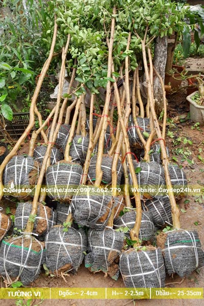 Một đống cây tường vi được xếp gọn gàng, bầu được bọc lưới đen, thân nhẵn đẹp