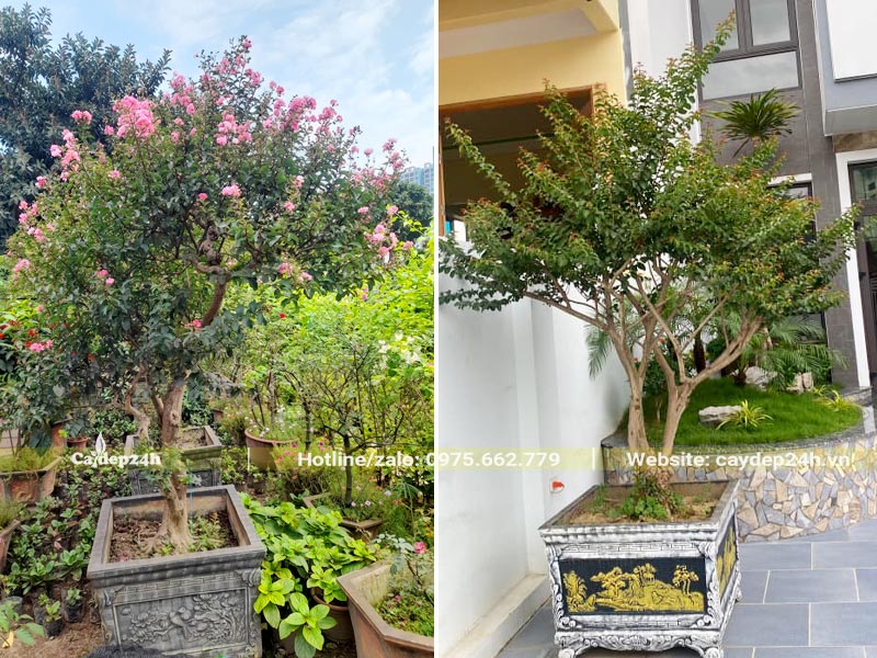 Cây hoa Tường Vi trồng trong chậu đá làm cảnh đặt trước sân nhà