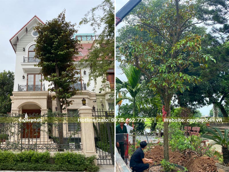 Trồng cây Vú Sữa sân vườn trước nhà của căn biệt thự tân cổ điển sang trọng