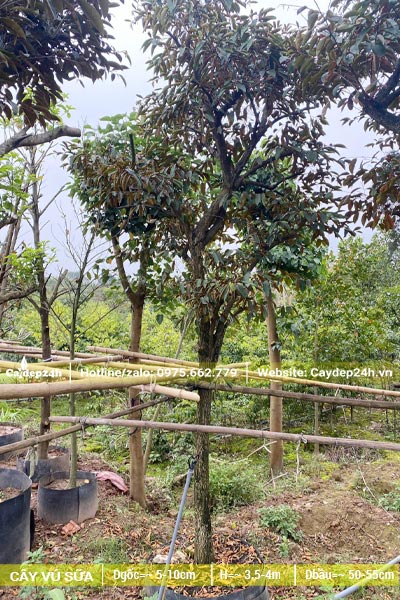 Vườn dâm ủ cây Vú Sữa công trình lâu năm có giàn đỡ chắc chắn