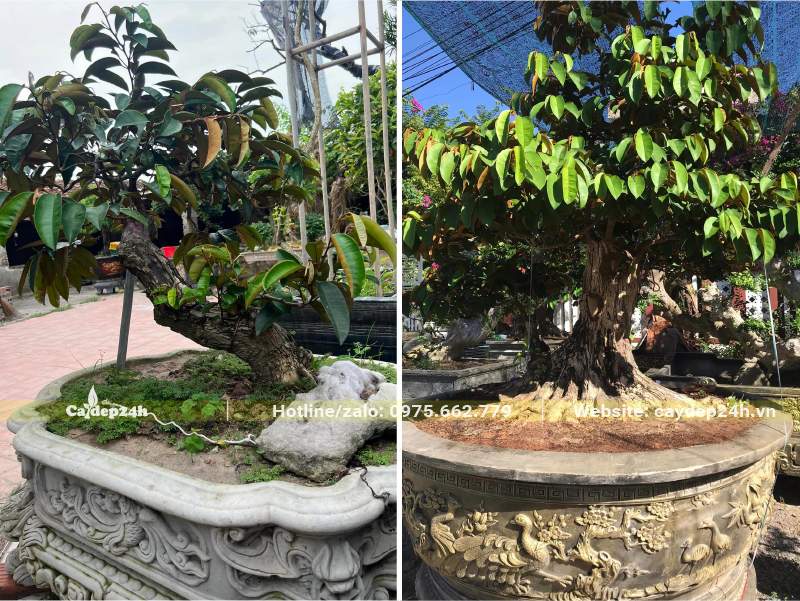 Trồng chậu cây Vú Sữa bonsai đặt trước nhà để thu hút sinh khí