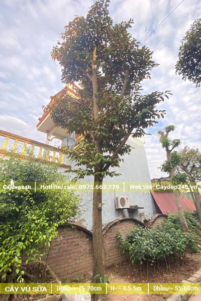 Vú Sữa công trình trồng trong vườn nhà, chiều cao khoảng 5m