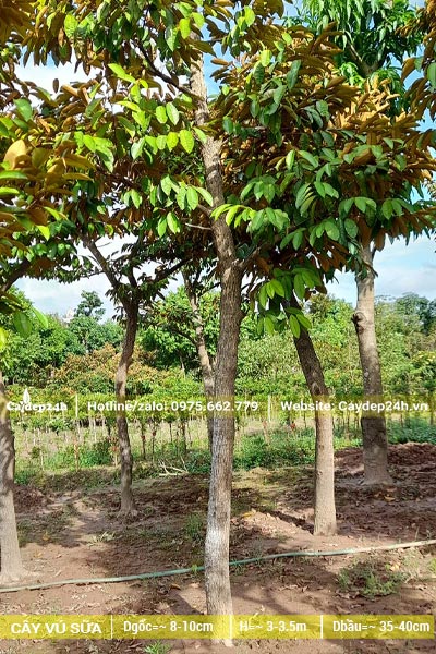 Vườn dưỡng ủ số lượng lớn cây Vú Sữa đường kính gốc 8cm