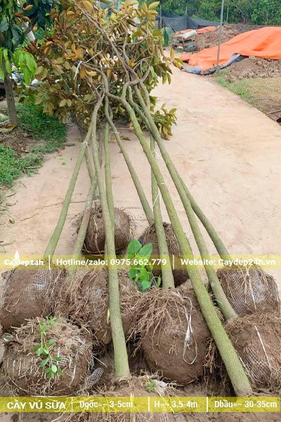 Gần chục cây Vú Sữa đường kính thân 4 - 5cm đo cách gốc 1m