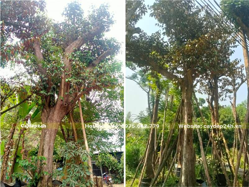 Dưỡng ủ cây Vú Sữa cổ thụ kích thước lớn