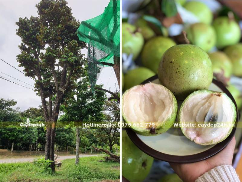 Cây Vú Sữa quả trắng cổ thụ, đường kính gốc khoảng 25 - 30cm