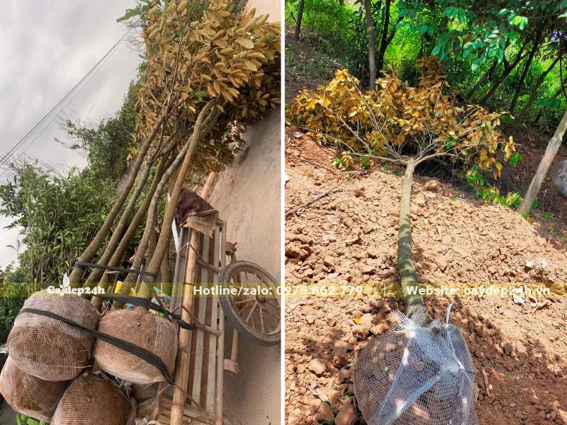 Bứng bầu và chở cây Vú Sữa ra xe