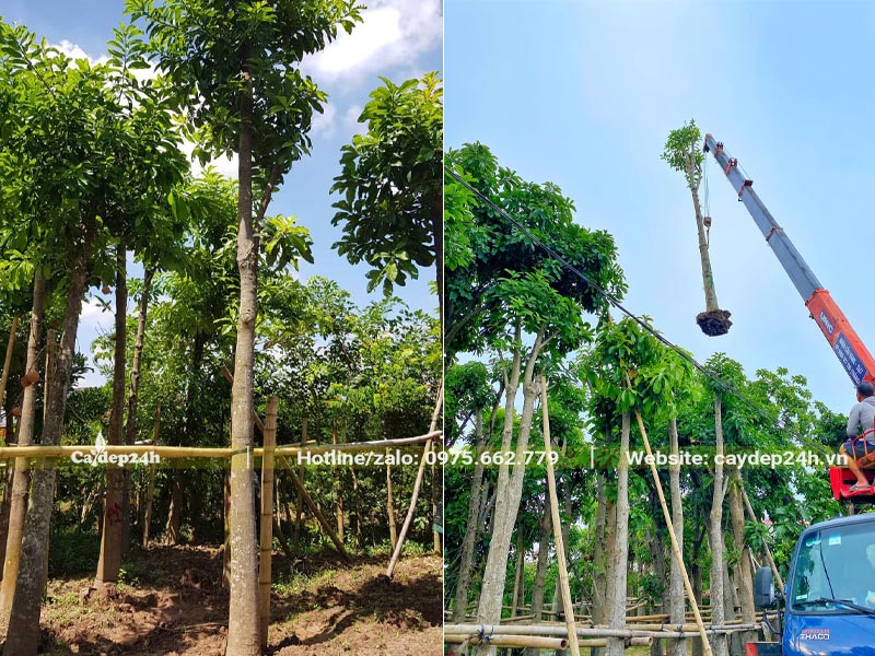 Chọn và cẩu cây bóng mát công trình đã dâm ủ