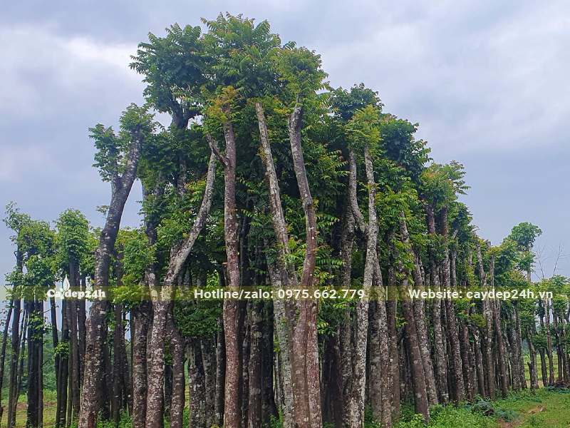 Dâm ủ cây Lát Hoa cao 5m, cành nhánh đang ra lá mới