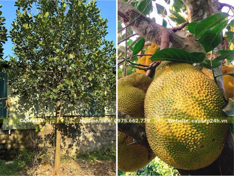 Cây Mít trồng 5 năm, đường kính gốc gần 10cm