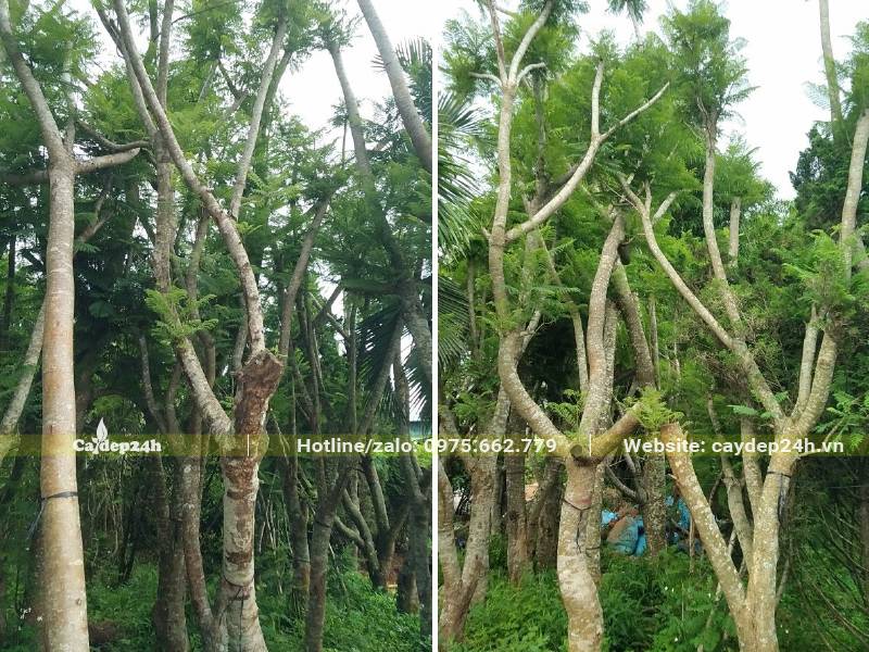 Khu vực dâm ủ cây Phượng Tím lâu năm, cây to lớn, đk gốc khoảng 20cm
