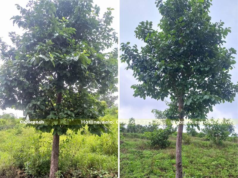 Vườn trồng số lượng lớn cây Chay trưởng thành, đường kính thân 5 - 10cm