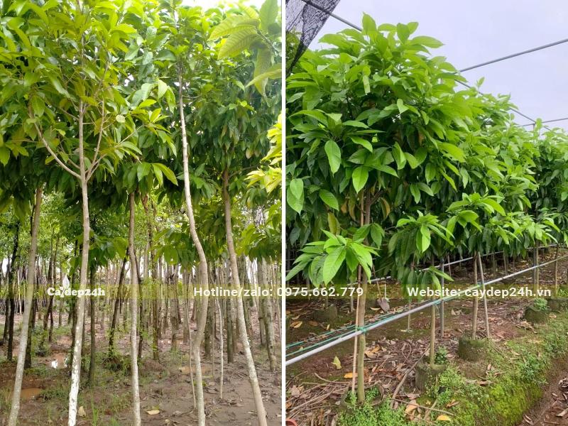 Vườn cây Ngọc Lan giống đường kính thân khoảng 2 - 3cm