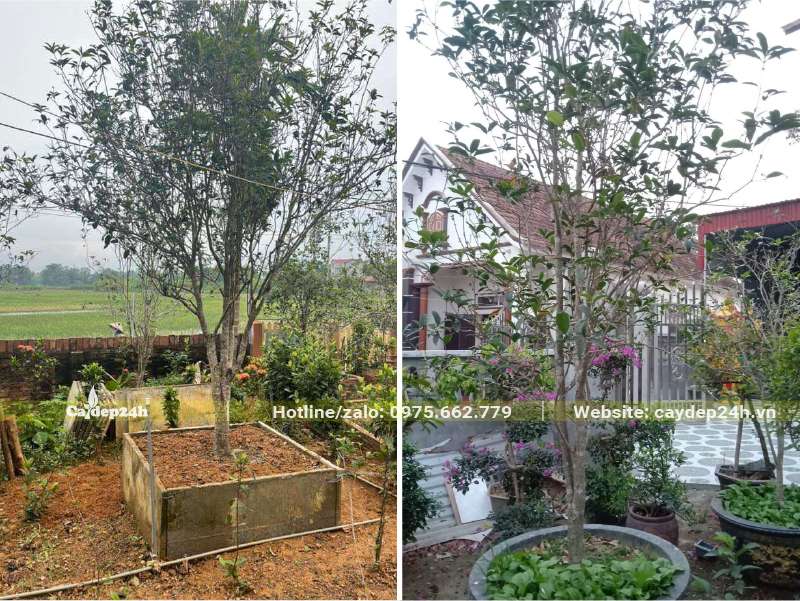 Mộc Hương trồng chậu và trong bồn đất đắp nổi trong sân vườn