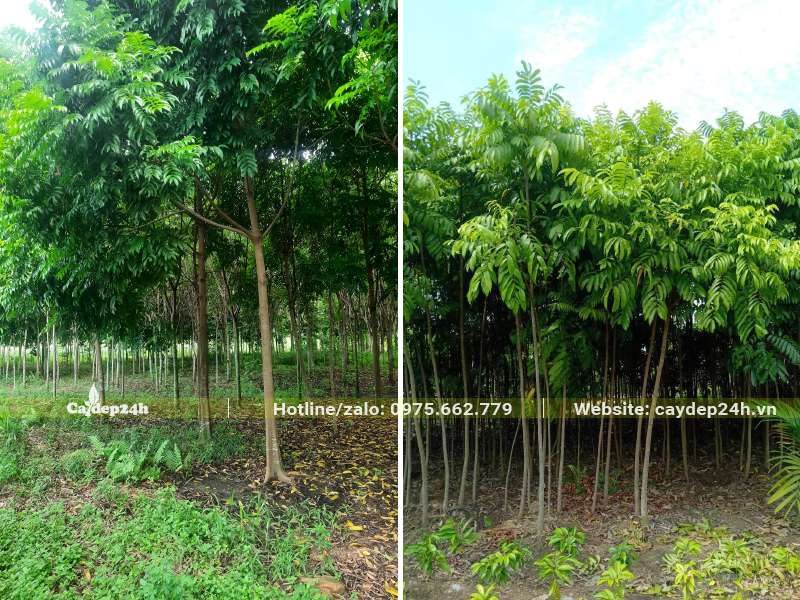 Vườn cây Sấu giống cao khoảng 2 - 3m