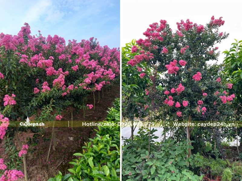 Vườn hoa Tường Vi hồng nở rộ vào mùa hè