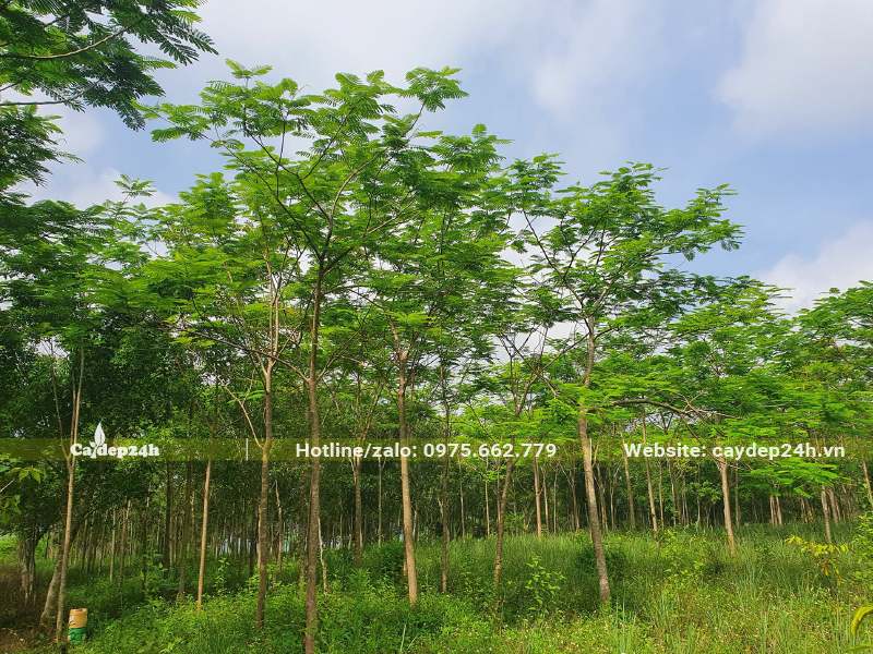 Vườn cây Phượng Vĩ hoa đỏ trưởng thành, chiều cao khoảng 4 - 5m