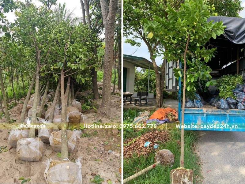 Cây Chay với đủ kích thước to nhỏ, đường kính gốc từ 4 - 10cm