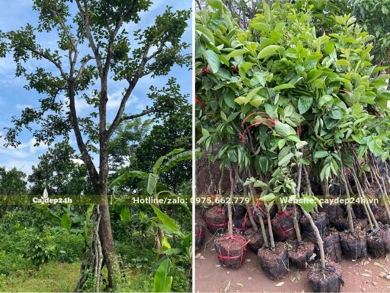 Cây Hồng Ngâm lâu năm và cây giống mới xuất vườn