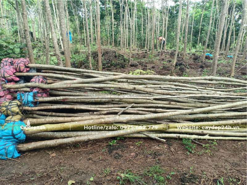 Một đống cây Phượng Vĩ đk gốc gần 10cm mới bứng bầu và tỉa tay cành