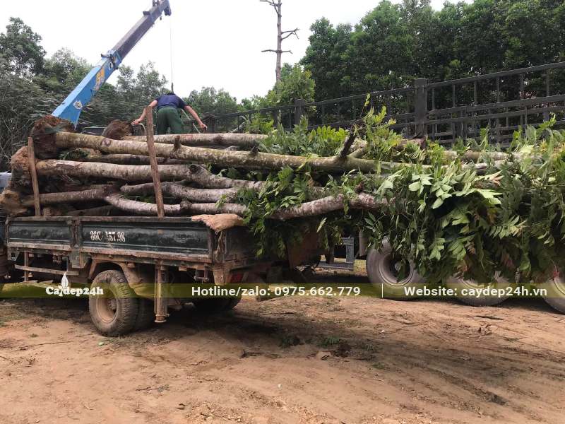 Cẩu cây Lát Hoa đk gốc 15 - 20cm lên xe tải
