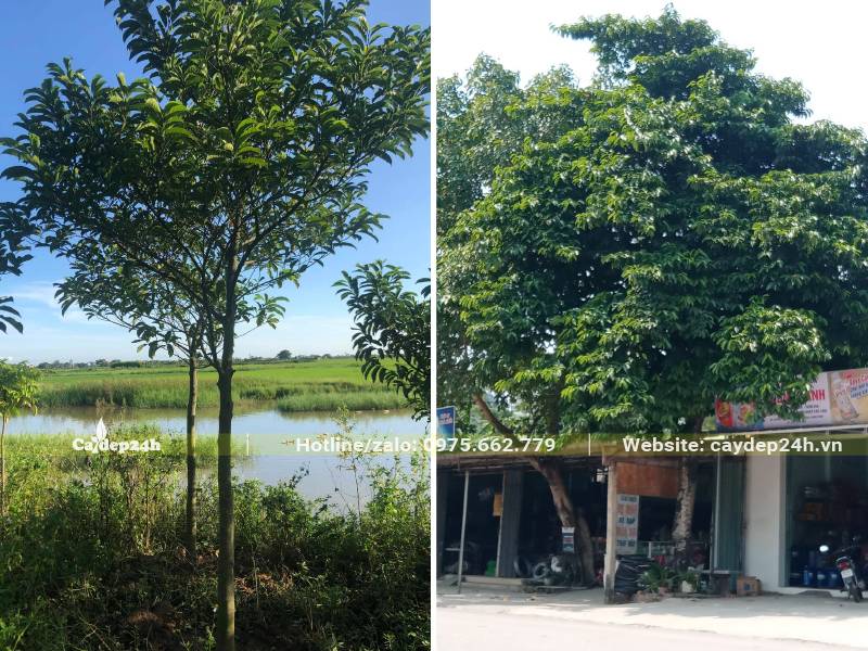 Cây Chay trồng sân vườn và vỉa hè đường phố lấy bóng mát