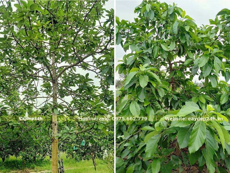 Hình ảnh cây Bơ trưởng thành, cành nhánh đẹp, lá tươi xanh