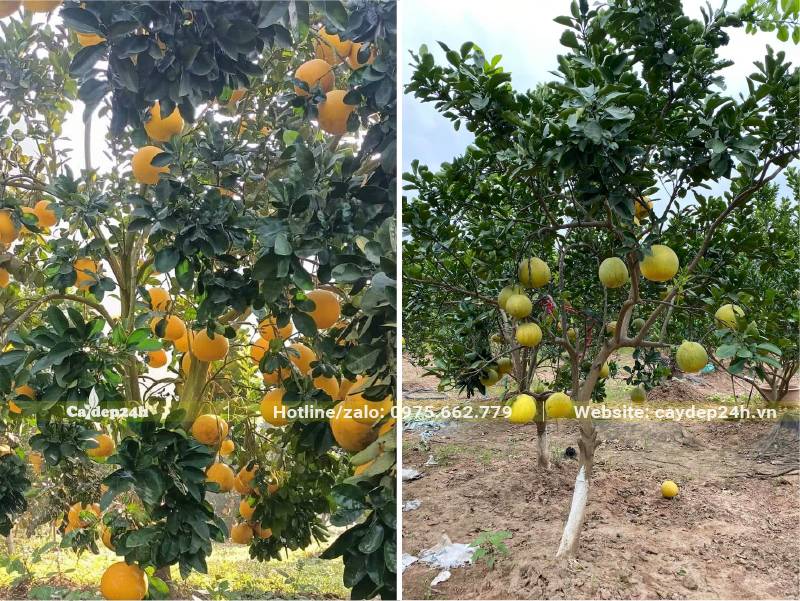 Vườn Bưởi đang bước vào mùa quả chín