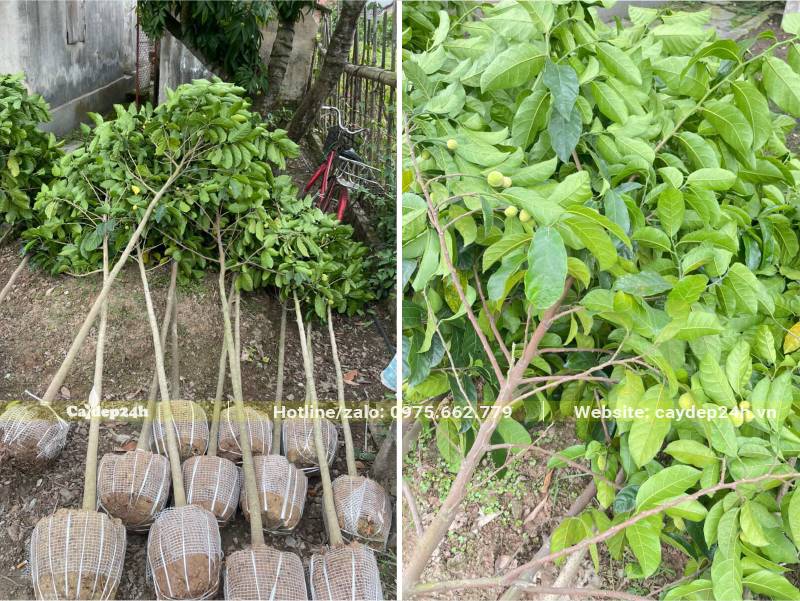 Hình thân cành và tán lá của cây chay đỏ