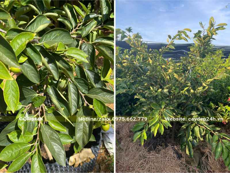 Cây Hồng giòn trưởng thành, chiều cao khoảng hơn 1m