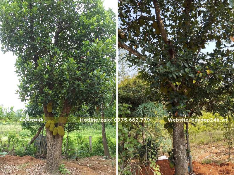 Mít cổ thụ cao 6m, đường kính thân 35 - 40cm