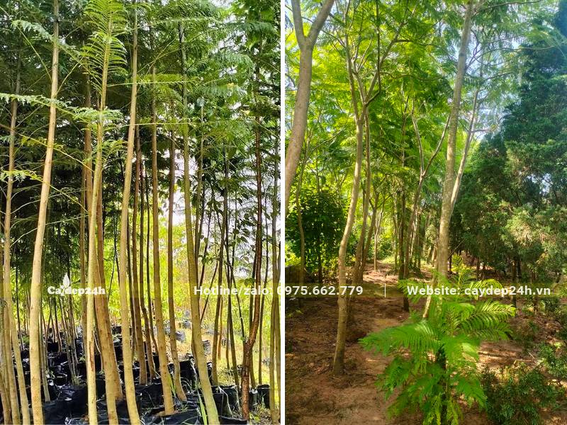 Vườn Phượng Tím nhỏ, đường kính thân khoảng 3 - 8cm