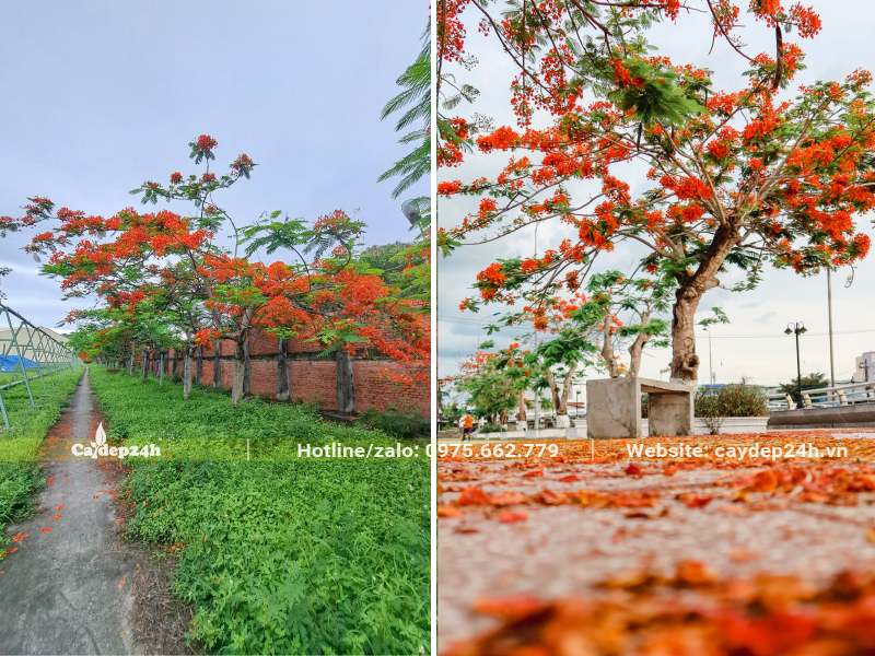 Cây Phượng Vĩ đang mùa hoa nở rộ nhất, đỏ rực cả tán cây