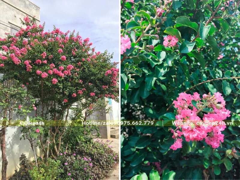 Hình dáng tổng thể và cành lá, hoa của cây Tường Vi