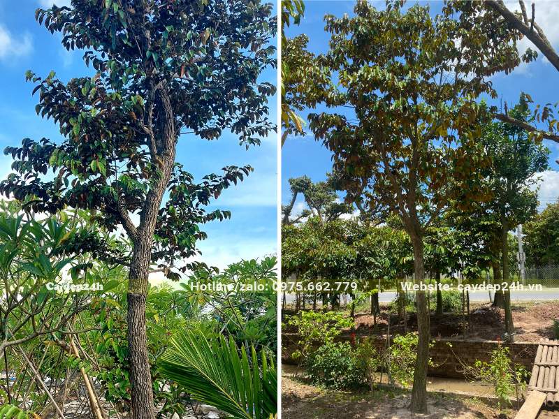 Vú Sữa trưởng thành, đường kính thân 10 - 15cm