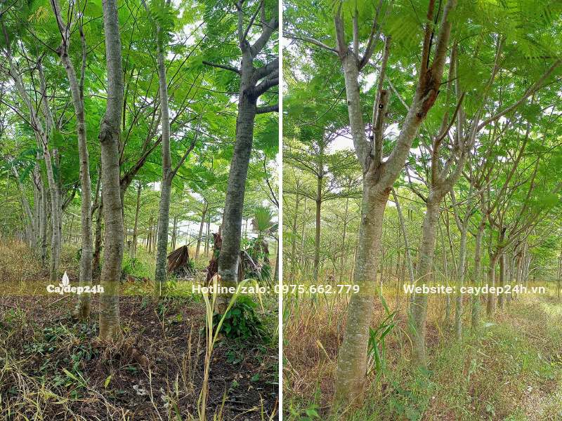 Vườn trồng toàn cây Phượng Vĩ công trình lâu năm, đường kính thân 10 - 15cm đo cách gốc 1m