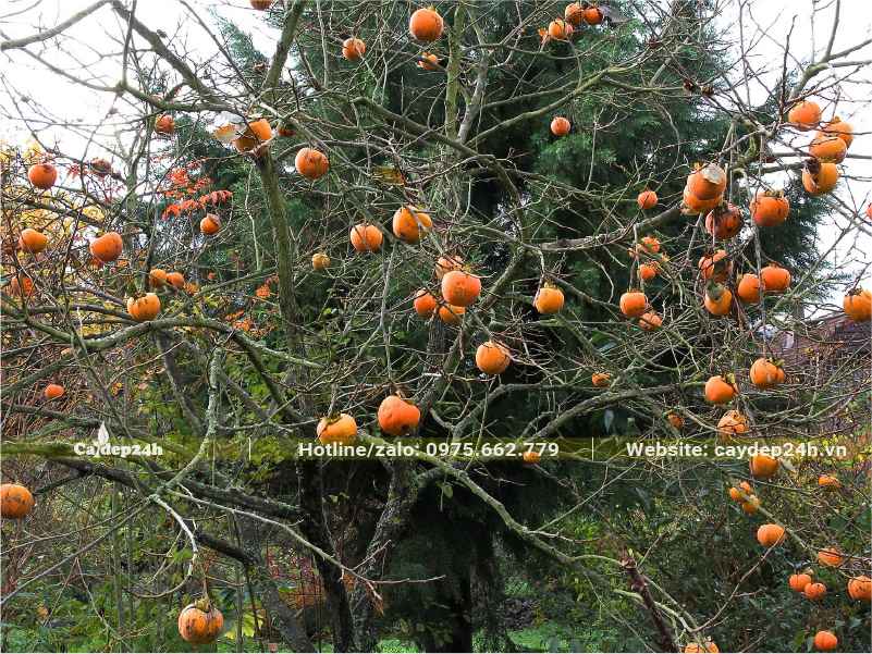 Cây Hồng ăn quả trụi lá chỉ còn trơ cành và quả ở trên cây