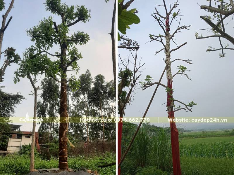 Cây Bơ mới dâm ủ, tay cành đã đốn tỉa giữ lại khoảng 40 - 50cm của những cành chính