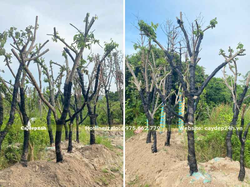 Hàng chục cây Hồng Ngâm lâu năm đường kính thân 15cm vừa được dâm ủ